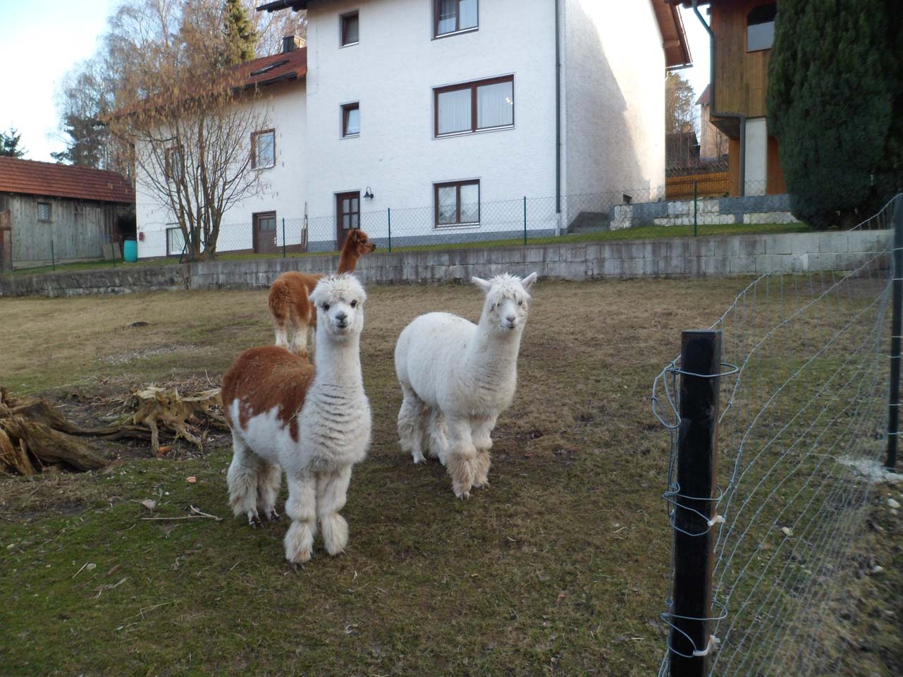 Streichelzoo am Kinderbauernhof