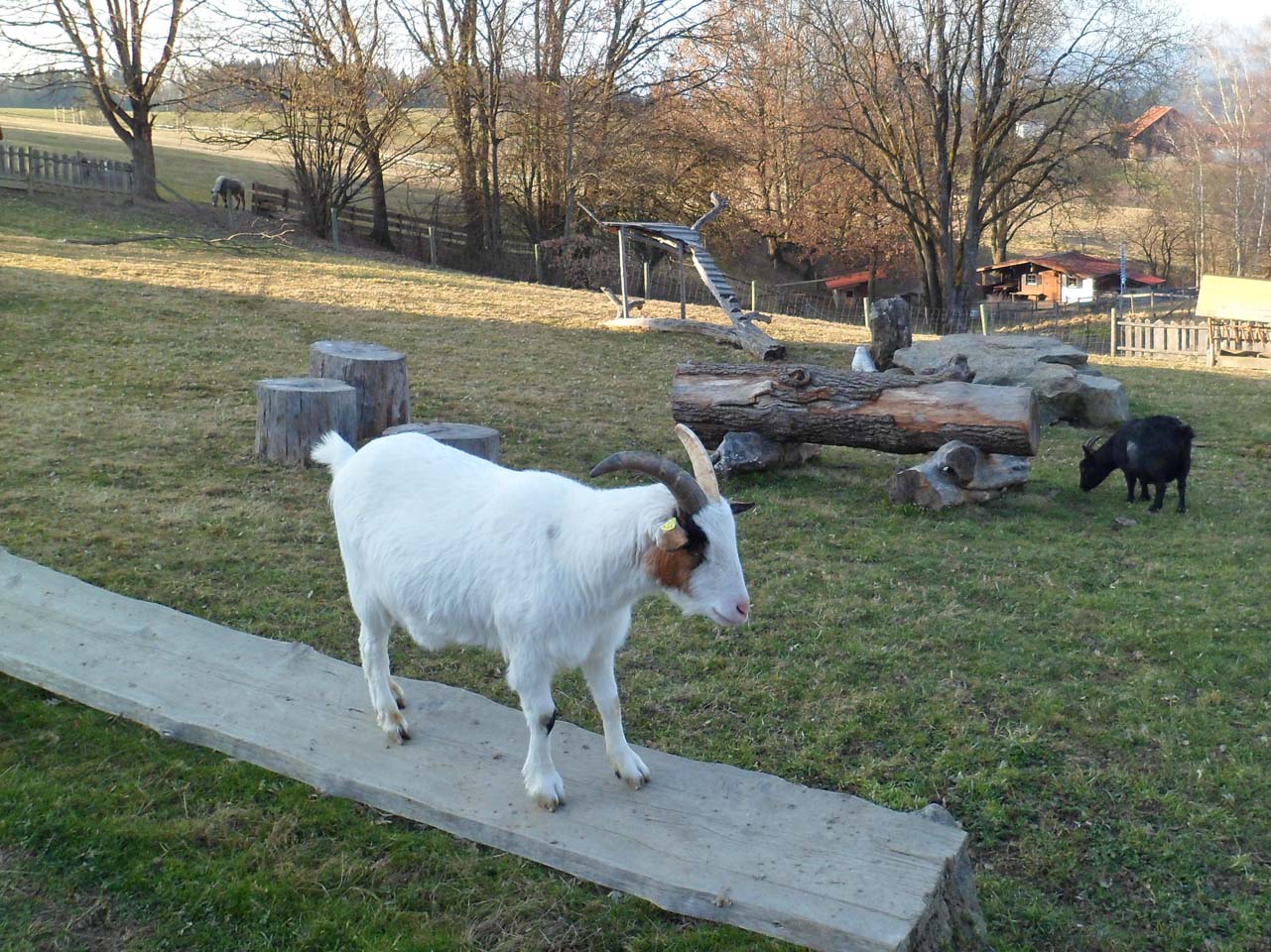 Tiere am Kinder-Vierseithof